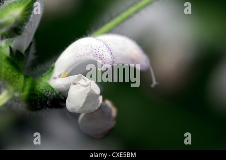 Salvia argentea White flowers flower Silver Sage Argentea Lamiaceae Medicinal plant closeup close up Stock Photo