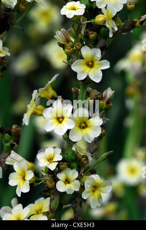 sisyrinchium striatum pale yellow eyed grass satin flower closeup selective focus plant portraits flowers flowering perennials Stock Photo
