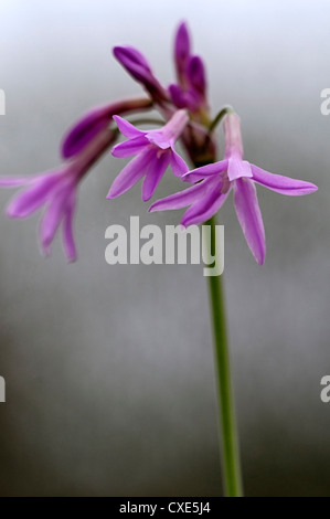 tulbaghia violacea silver lace purple mauve flowers petals bulbs society garlic perennial variegated foliage leaves strappy Stock Photo