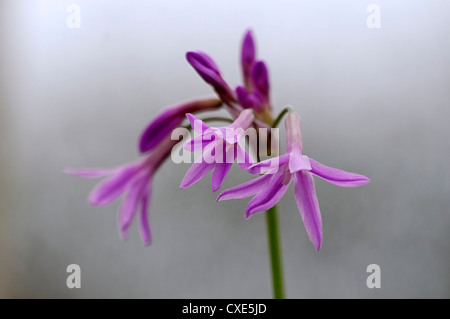 tulbaghia violacea silver lace purple mauve flowers petals bulbs society garlic perennial variegated foliage leaves strappy Stock Photo