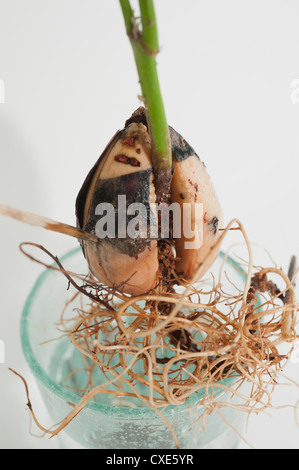 Avocado seed with seedling growing out Stock Photo