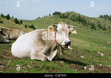 Cows lying in pasture Stock Photo