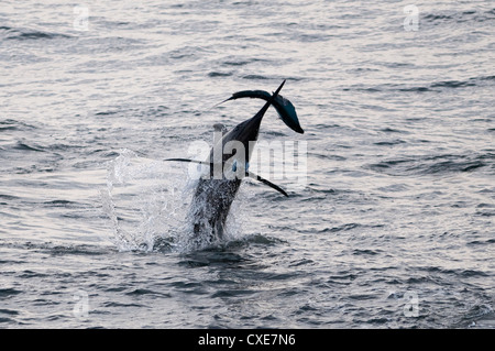 Blue Marlin (Makaira nigricans) hunting Dorado (Coryphaena hippurus), Congo, Africa Stock Photo