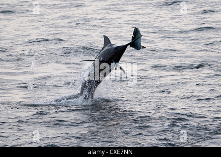 Blue Marlin (Makaira nigricans) hunting Dorado (Coryphaena hippurus), Congo, Africa Stock Photo