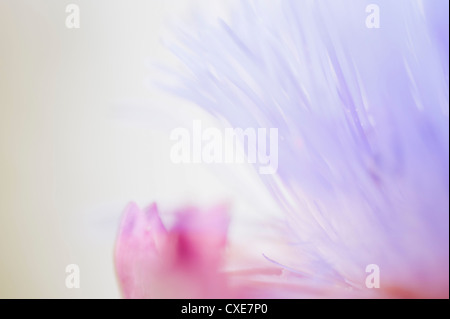 Artichoke flower, close-up Stock Photo