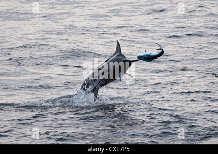 Blue Marlin (Makaira nigricans) hunting Dorado (Coryphaena hippurus), Congo, Africa Stock Photo