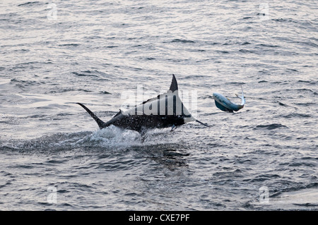 Blue Marlin (Makaira nigricans) hunting Dorado (Coryphaena hippurus), Congo, Africa Stock Photo