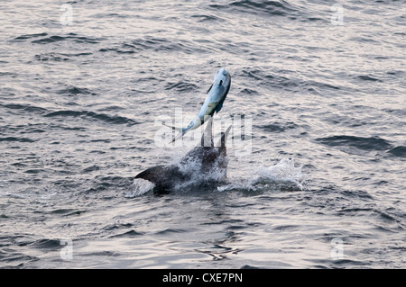 Blue Marlin (Makaira nigricans) hunting Dorado (Coryphaena hippurus), Congo, Africa Stock Photo