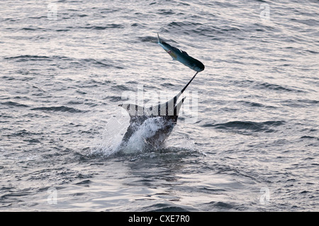 Blue Marlin (Makaira nigricans) hunting Dorado (Coryphaena hippurus), Congo, Africa Stock Photo