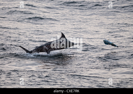 Blue Marlin (Makaira nigricans) hunting Dorado (Coryphaena hippurus), Congo, Africa Stock Photo