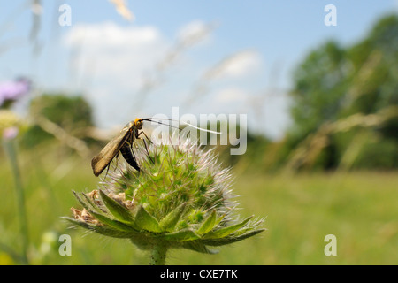 Female longhorn moth (Nemophora metallica), laying eggs in field scabious (Knautia arvensis) seedhead, UK Stock Photo