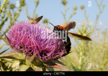 Mammoth wasp (Megascolia maculata maculata) feeding on Milk thistle (marianum), Lesbos, Greece Stock Photo