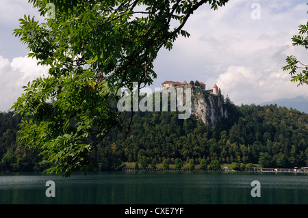 Ash tree (Fraxinus excelsior) branches framing Bled Castle, Lake Bled, slovenia, slovenian, europe, european Stock Photo