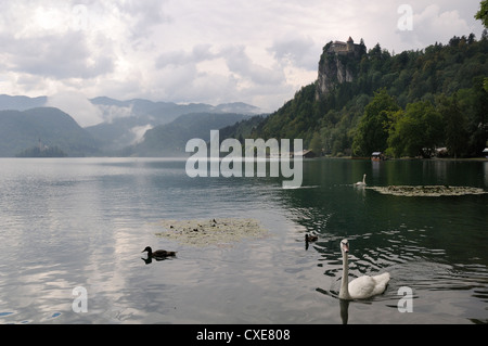 Mute swans (Cygnus olor) and Mallard ducks (Anas platyrhynchos), Lake Bled, slovenia, slovenian, europe, european Stock Photo