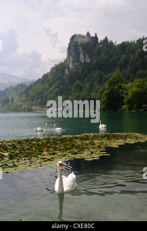 Mute swans (Cygnus olor) and Mallard ducks (Anas platyrhynchos), Lake Bled, slovenia, slovenian, europe, european Stock Photo