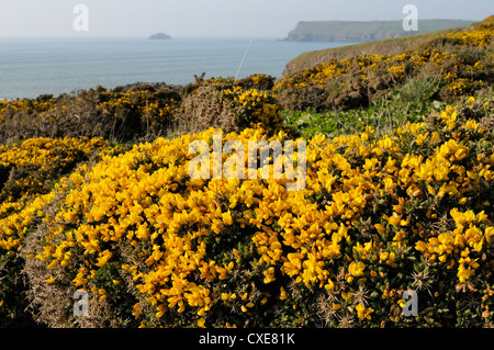 Gorse bushes (Ulex europaeus) flowering on cliff top with Pentire Head in the background, Polzeath, Cornwall, England Stock Photo