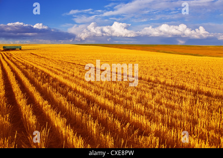 Huge field in state Montana Stock Photo