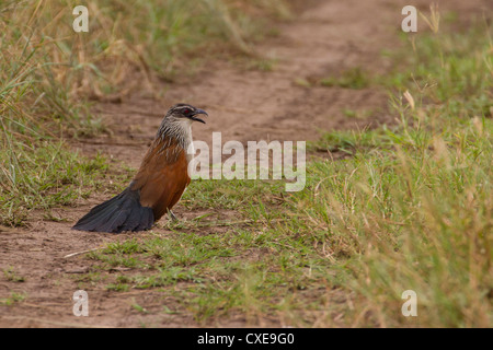 White Browed Coucal (Centropus superciliosus) performing courtship display, Queen Elizabeth National Park, Uganda Stock Photo