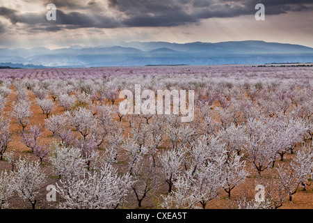 Spring almond blossom, Andalucia, Spain, Europe Stock Photo