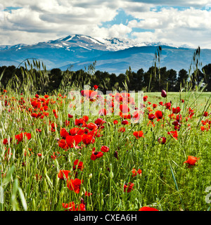 Wild poppies (Papaver rhoeas) and wild grasses in front of snow capped Sierra Nevada mountains, Andalucia, Spain, Europe Stock Photo