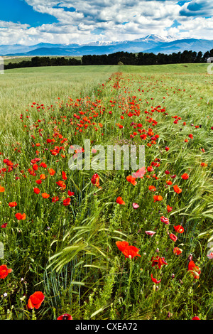 Wild poppies (Papaver rhoeas) and wild grasses in front of snow capped Sierra Nevada mountains, Andalucia, Spain, Europe Stock Photo