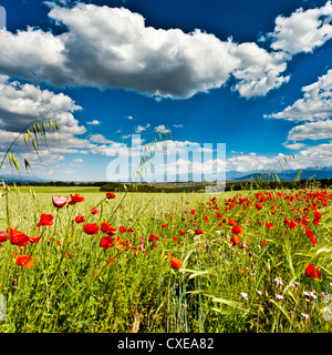 Wild poppies (Papaver rhoeas) and wild grasses in front of Sierra Nevada mountains, Andalucia, Spain, Europe