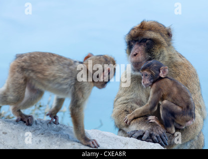 Barbary macaques (Macaca sylvanus) interaction, Gibraltar, Europe Stock Photo