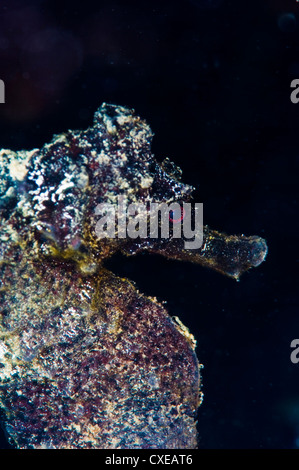 Black longsnout seahorse (Hippocampus reidi), St. Lucia, West Indies, Caribbean, Central America Stock Photo