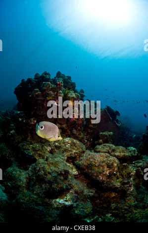 Foureye butterflyfish (Chaetodon capistratus), St. Lucia, West Indies, Caribbean, Central America Stock Photo