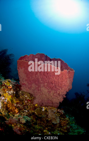 Giant barrel sponge (Xestosongia muta), and sunburst, St. Lucia, West Indies, Caribbean, Central America Stock Photo