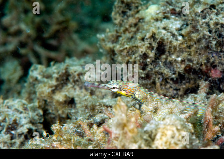 Reeftop pipefish (Corythoichthys haematopterus), grows to 18cm, Indo-west Pacific waters, Philippines, Southeast Asia, Asia Stock Photo