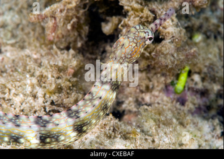 Reeftop pipefish (Corythoichthys haematopterus), grows to 18cm, Indo-west Pacific waters, Philippines, Southeast Asia, Asia Stock Photo