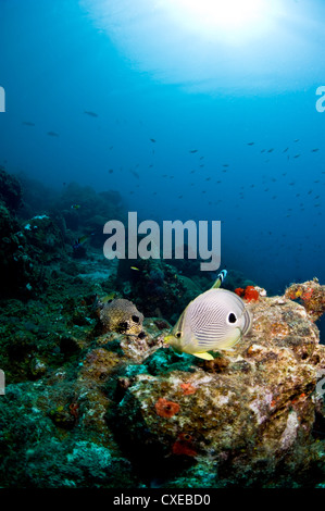 Smooth trunkfish (Lactophrys triqueter), and foureye butterflyfish (Chaetodon capistratus), St. Lucia, West Indies Stock Photo
