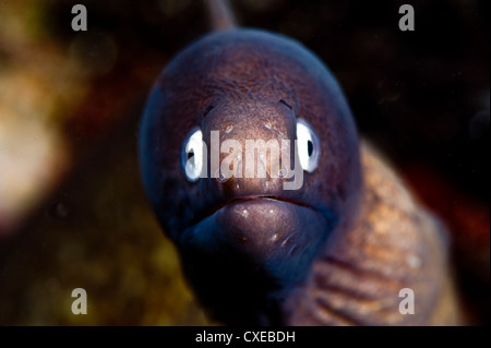 White eyed moray eel (Siderea thysoidea), Philippines, Southeast Asia, Asia Stock Photo