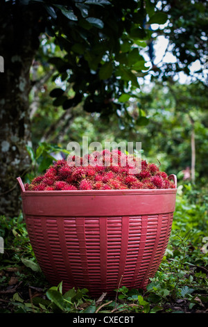 A red basket brimming full of freshly harvested rambutans sits on the ground beneath a rambutan tree on a farm in Thailand Stock Photo