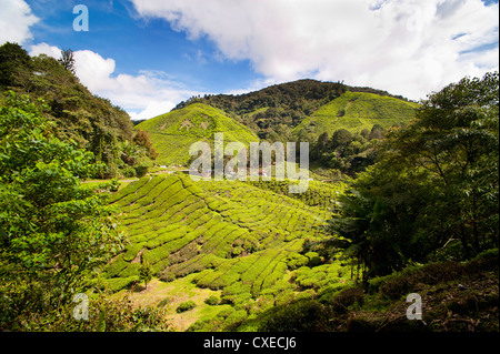 BOH tea plantation, Cameron Highlands, Malaysia, Southeast Asia, Asia Stock Photo