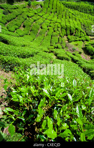 BOH tea plantation, Cameron Highlands, Malaysia, Southeast Asia, Asia Stock Photo