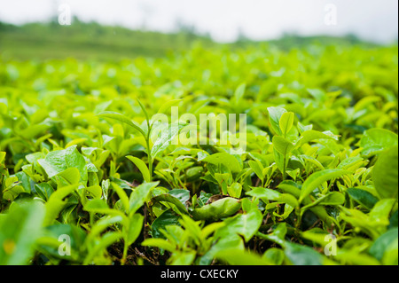 Tea leaf close up in a tea plantation near Bandung, Java, Indonesia, Southeast Asia, Asia Stock Photo