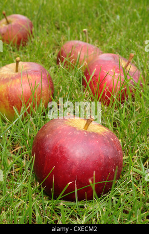 Fallen red apples in Autumn Stock Photo