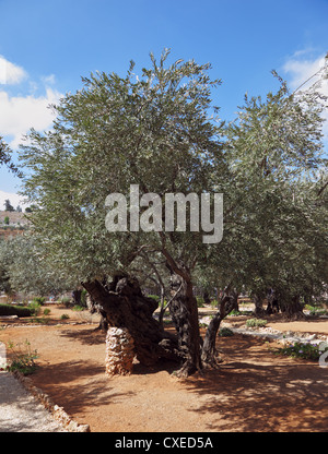 Thousand-year olive trees  in garden Stock Photo