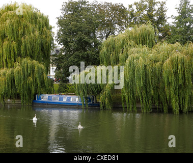 Blue narrow boat under Willow trees moored on river Cam Cambridge England Stock Photo
