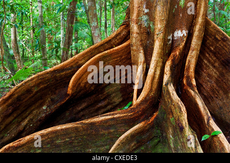 Giant root of an ancient tropical tree in Daintree National Park. Stock Photo