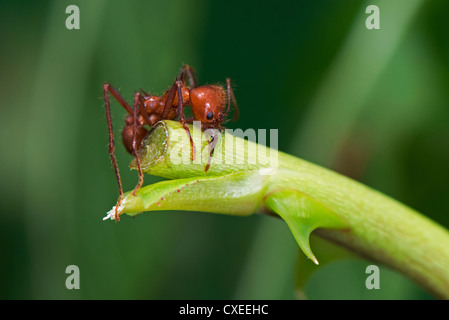 A Leaf Cutter ant biting through a plant stem Stock Photo
