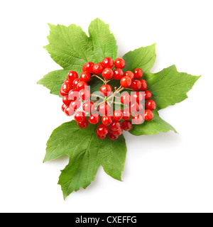 Berries of red Viburnum with leaves isolated on white Stock Photo