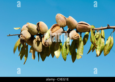 Nearly ripe almonds on branch Stock Photo