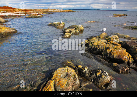 Seagulls sit on coastal stones Stock Photo