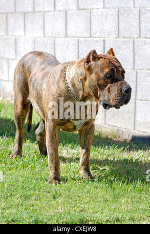 Vertical full length portrait of a Perro de Presa Canario dog standing outside in the grass. Stock Photo