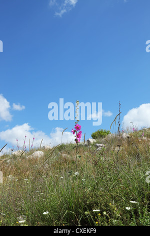 Latest pink flowers and dried grass Stock Photo
