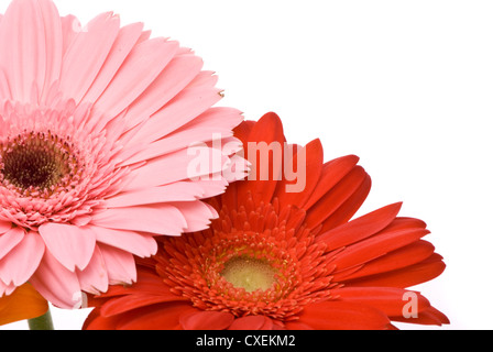 Beautiful gerber flowers on white background Stock Photo