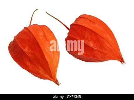 Physalis, brightest autumn plant, isolated on a white background Stock Photo